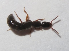 Xantholinus longiventris