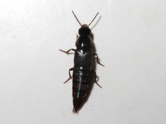 Quedius lateralis