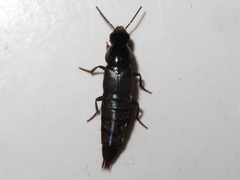 Quedius lateralis