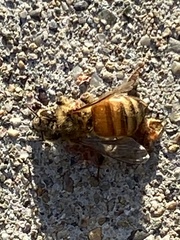 Apis mellifera