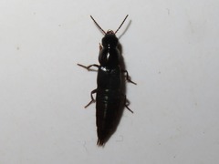 Quedius lateralis
