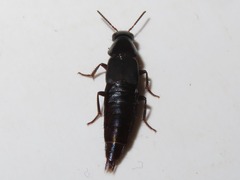 Quedius lateralis