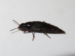 Quedius lateralis