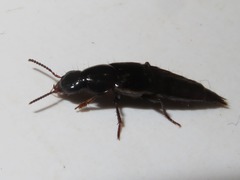 Quedius lateralis