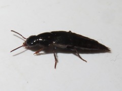Quedius lateralis