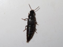 Quedius lateralis