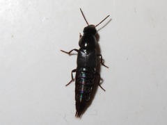Quedius lateralis
