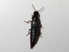 Quedius lateralis