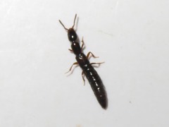 Xantholinus longiventris