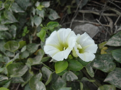 Ipomoea corymbosa