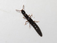 Xantholinus longiventris
