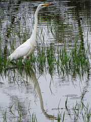 Ardea alba melanorhynchos