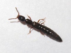 Xantholinus longiventris