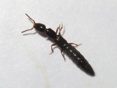 Xantholinus longiventris