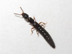 Xantholinus longiventris