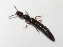 Xantholinus longiventris