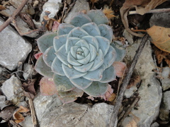 Echeveria elegans