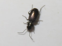 Syntomus foveatus