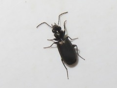 Syntomus foveatus