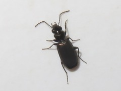 Syntomus foveatus