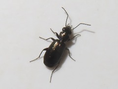 Syntomus foveatus