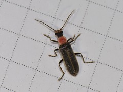 Podabrus quadratus