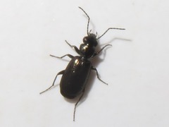 Syntomus foveatus