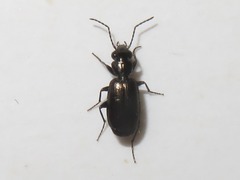 Syntomus foveatus