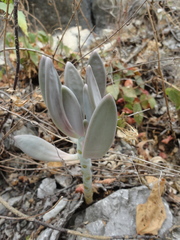 Pachyphytum longifolium