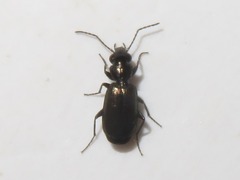 Syntomus foveatus