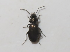 Syntomus foveatus