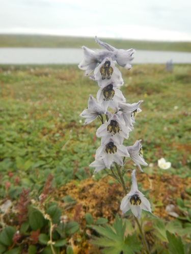 Delphinium elatum