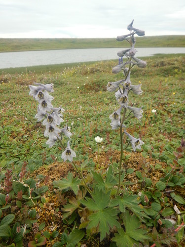 Delphinium elatum