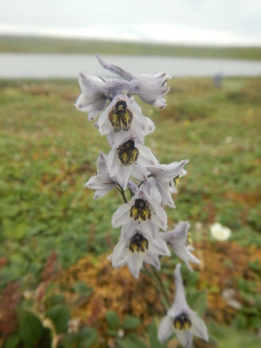 Delphinium elatum