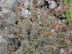 Sedum calcicola