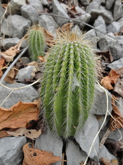 Cephalocereus polylophus