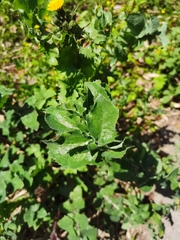 Taraxacum mongolicum