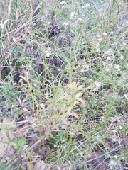 Pseudognaphalium ramosissimum