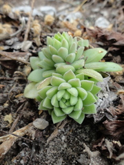Sedum ebracteatum