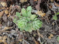 Sedum ebracteatum