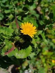 Taraxacum mongolicum