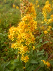 Solidago virgaurea lapponica