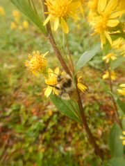 Solidago virgaurea lapponica