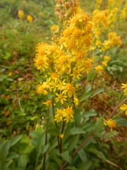 Solidago virgaurea lapponica