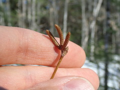 Ostrya virginiana image