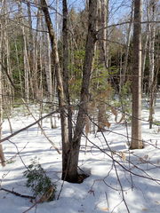 Ostrya virginiana image