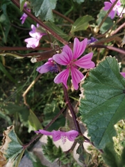 Malva sylvestris