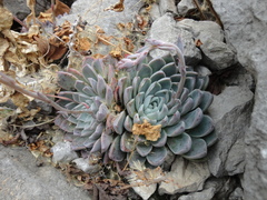 Echeveria elegans