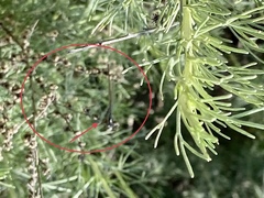 Ischnura cervula