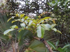 Zanthoxylum heterophyllum